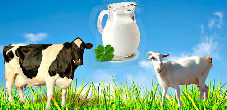 Молоко козы и коровы