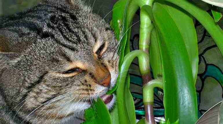 Кот ест комнатное растение
