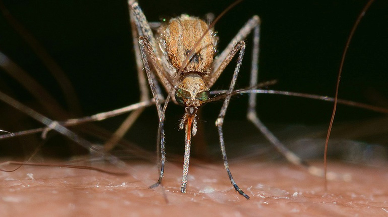 Передача комарами ВИЧ (миф)
