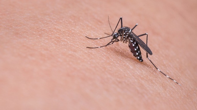 Жизнь комара после укуса