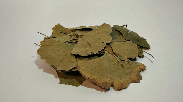 Сушеные листья гинкго билоба