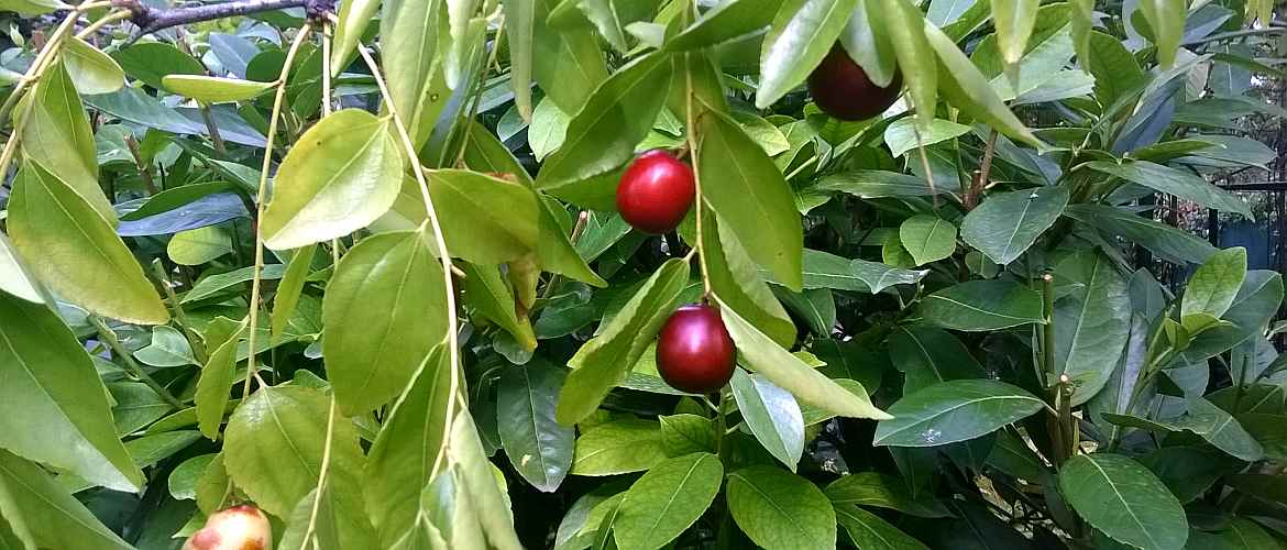 Плод зифуса на дереве