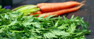 Морковь и ее зелень