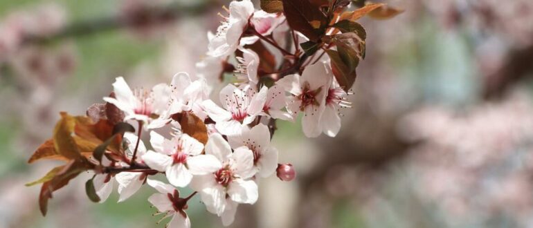 Цветущая ветка вишни