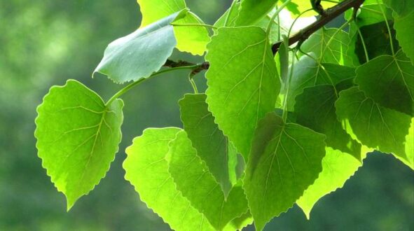 Помогают ли березовые листья от кашля thumbnail